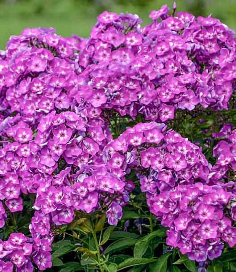 phlox paniculata Little Laura